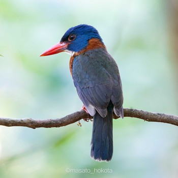 Green-backed Kingfisher Tangkoko NR(Indonesia Sulawesi Island) Mon, 8/12/2019