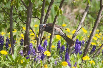 Brown-eared Bulbul 長野県（中信） Wed, 5/15/2019