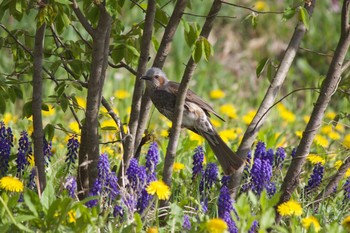 Brown-eared Bulbul 長野県（中信） Wed, 5/15/2019