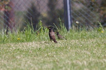 White-cheeked Starling 長野県（中信） Thu, 5/16/2019