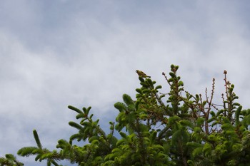 Grey-capped Greenfinch 長野県（中信） Wed, 5/29/2019