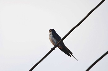 Striated Swallow Chocolate Hills Fri, 7/19/2019