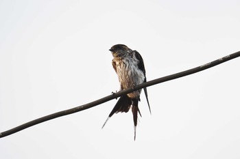 Striated Swallow Chocolate Hills Fri, 7/19/2019