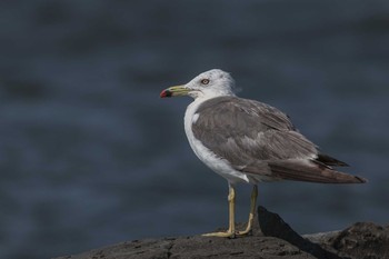 ウミネコ 葛西臨海公園 2019年8月17日(土)