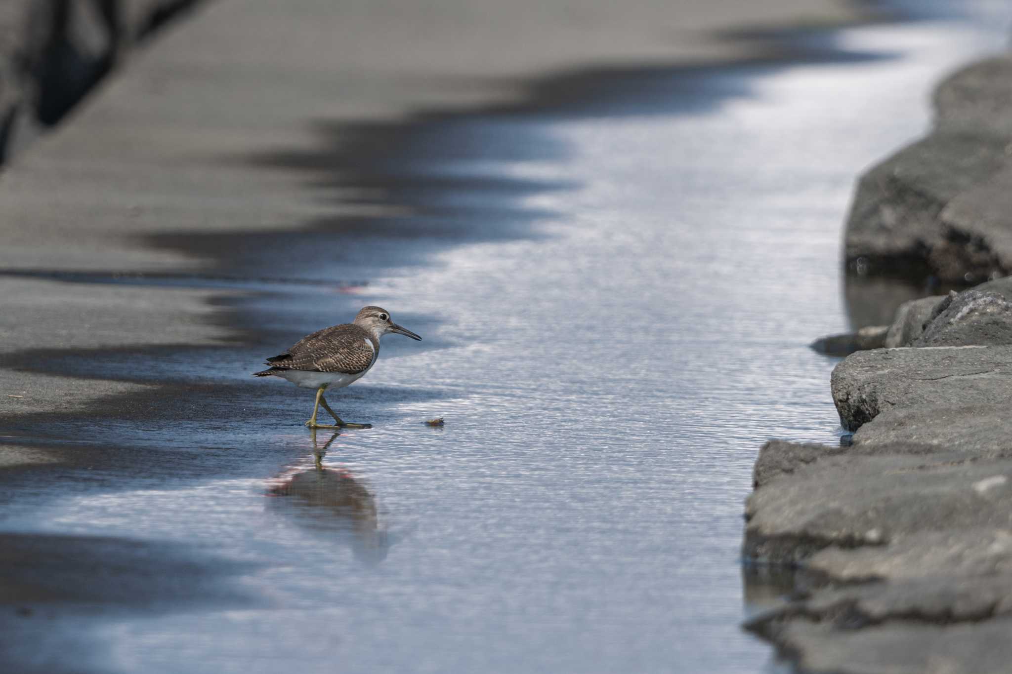 葛西臨海公園 イソシギの写真 by auto tama