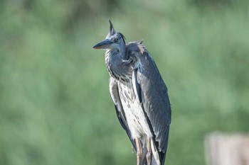 アオサギ 葛西臨海公園 2019年8月17日(土)