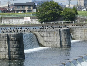 カワウ 多摩川二ヶ領宿河原堰 2019年8月17日(土)