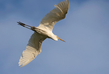 Great Egret Isanuma Fri, 8/16/2019