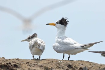 Chinese Crested Tern