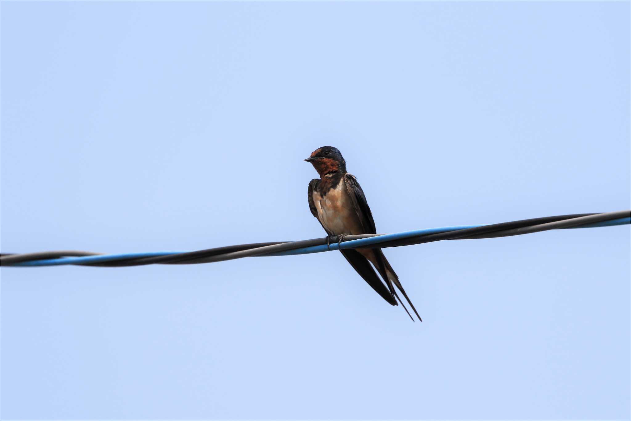 Photo of Barn Swallow at 江ノ島 by Susumu Harada