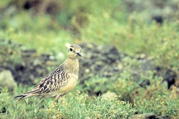 Eurasian Dotterel