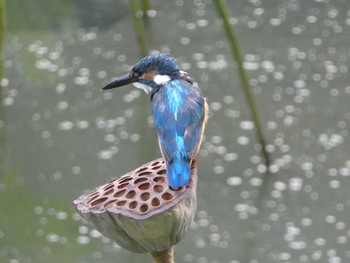 2019年8月18日(日) 薬師池公園の野鳥観察記録