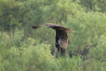 2019年8月18日(日) 多摩川二ヶ領宿河原堰の野鳥観察記録