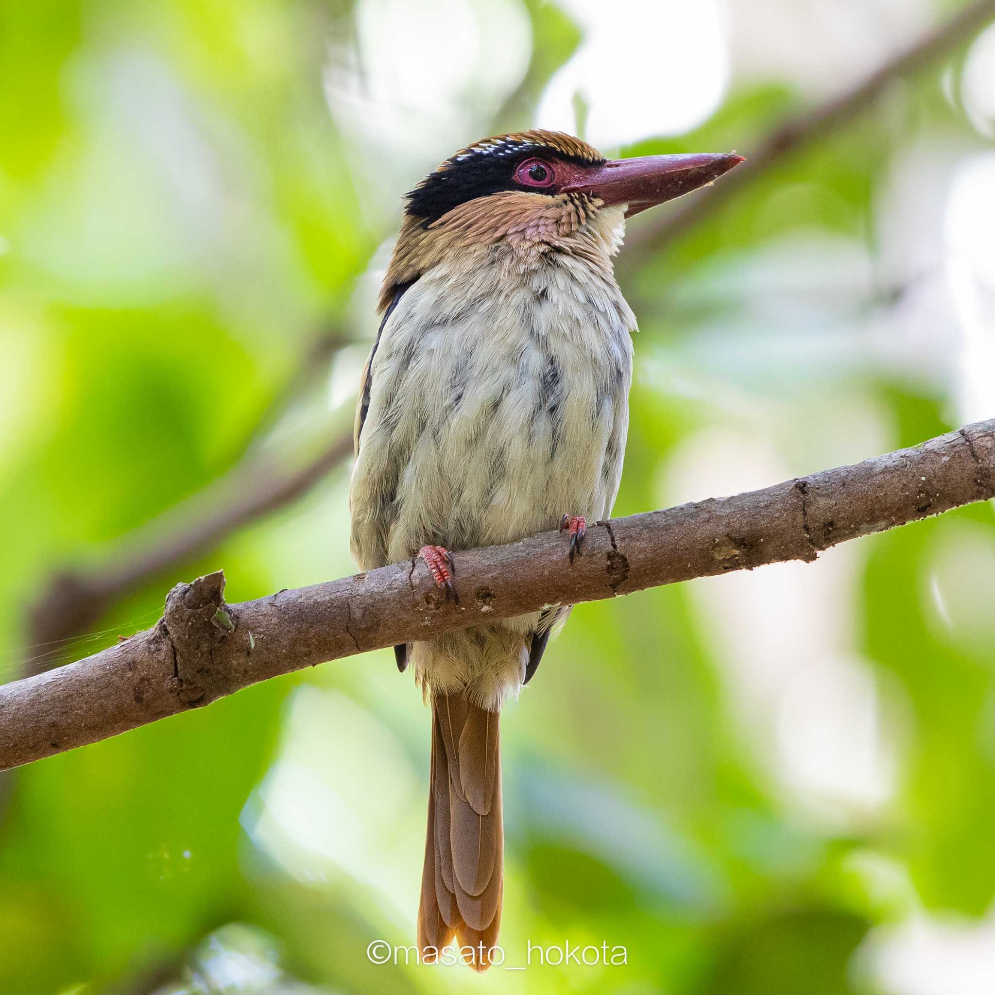 Photo of Sulawesi Lilac Kingfisher at Tangkoko NR(Indonesia Sulawesi Island) by Trio