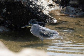 ササゴイ 東京港野鳥公園 2019年8月18日(日)