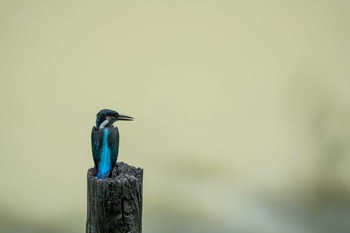 カワセミ 大井ふ頭中央海浜公園(なぎさの森) 2019年8月18日(日)