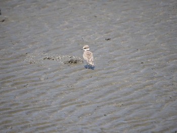 Little Ringed Plover Kasai Rinkai Park Sun, 8/18/2019