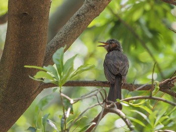 Brown-eared Bulbul Unknown Spots Sun, 8/18/2019