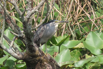 ササゴイ 都立浮間公園 2019年8月18日(日)