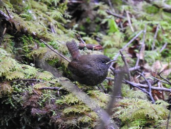 Eurasian Wren 白駒池周辺 Sun, 8/18/2019