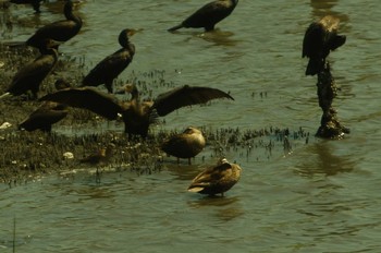 オグロシギ 東京港野鳥公園 2019年8月9日(金)