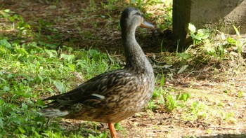 2019年8月18日(日) 北大研究林(北海道大学苫小牧研究林)の野鳥観察記録