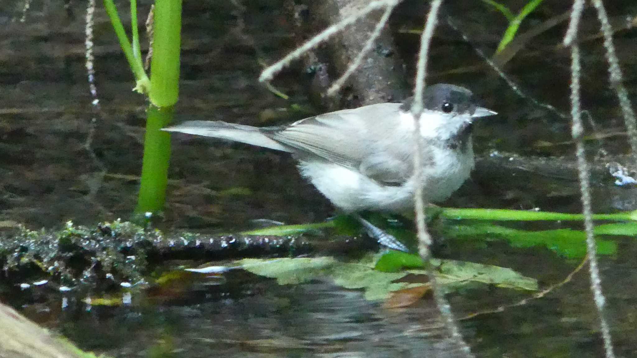 ハシブトガラ