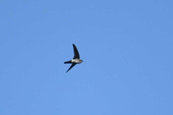 Pygmy Swiftlet Bilar Mon, 7/22/2019