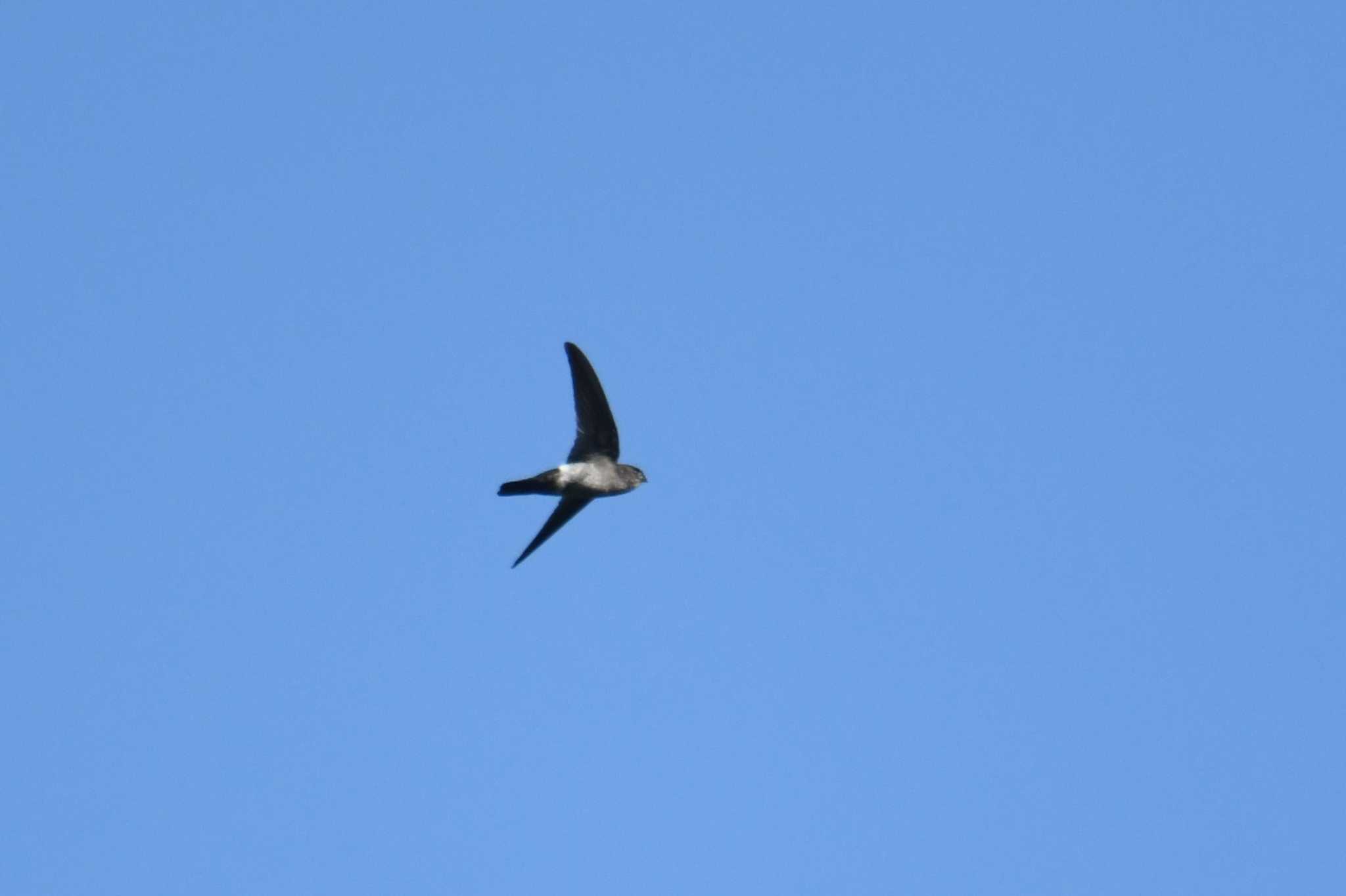 Photo of Pygmy Swiftlet at Bilar by あひる