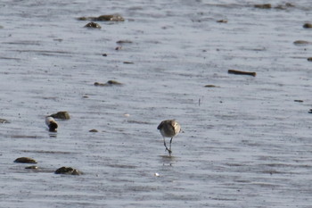 White-rumped Sandpiper