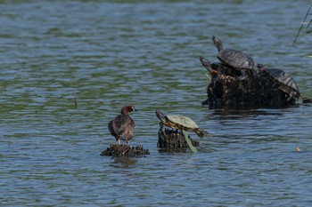 カイツブリ 葛西臨海公園 2019年8月17日(土)