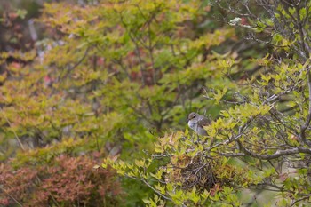 Japanese Bush Warbler 山梨県 Tue, 6/18/2019