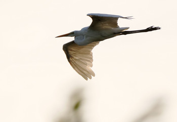 Great Egret Isanuma Fri, 8/16/2019