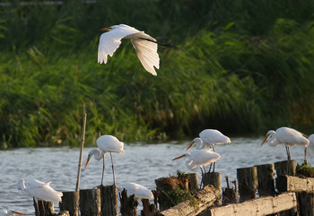 Great Egret Isanuma Fri, 8/16/2019