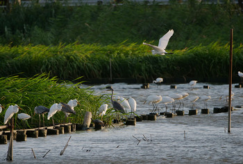 Great Egret Isanuma Fri, 8/16/2019