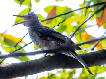 Brown-eared Bulbul 西宮市鳴尾浜 Sun, 8/18/2019