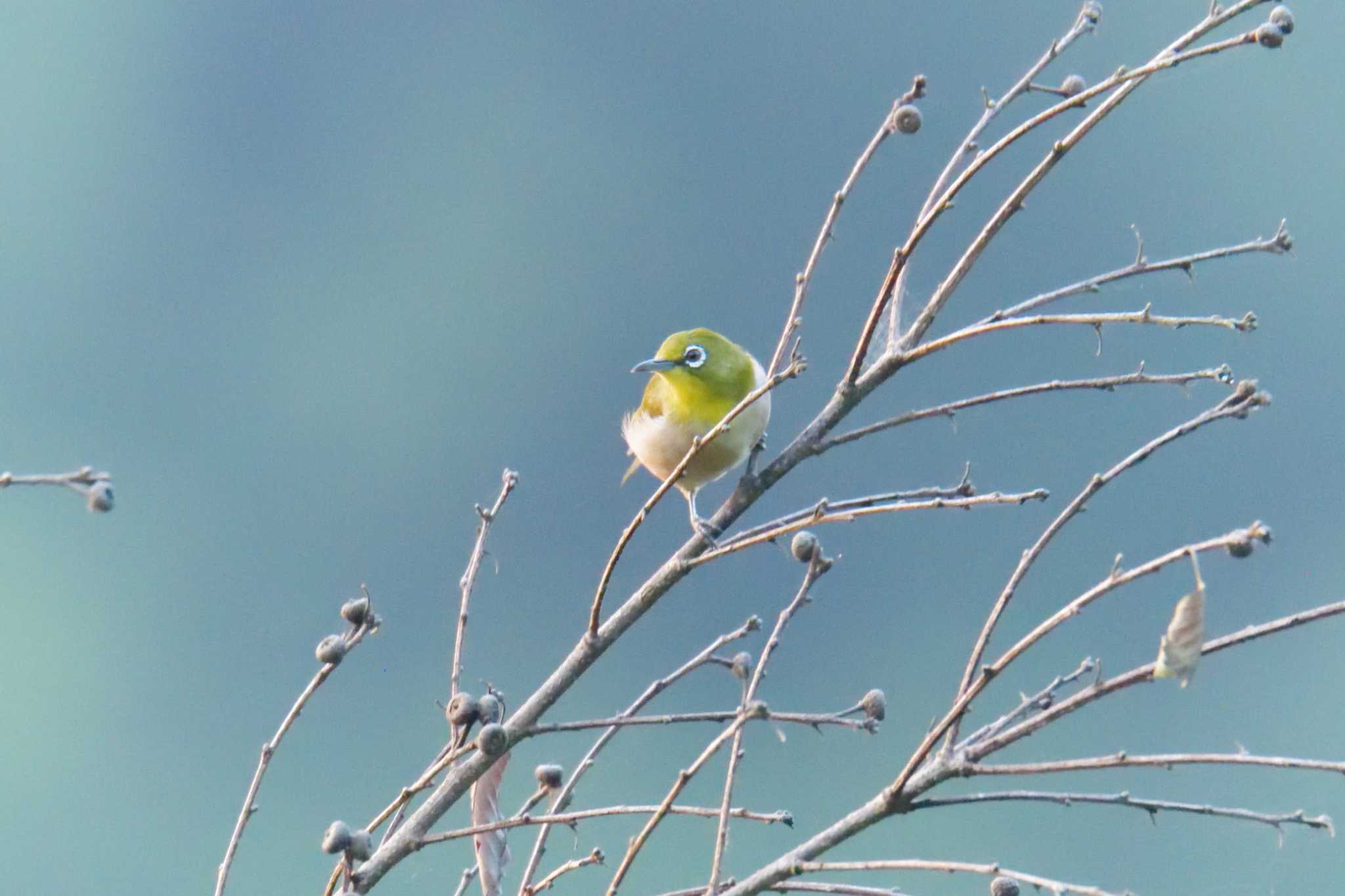 滋賀県甲賀市甲南町創造の森 メジロの写真 by masatsubo