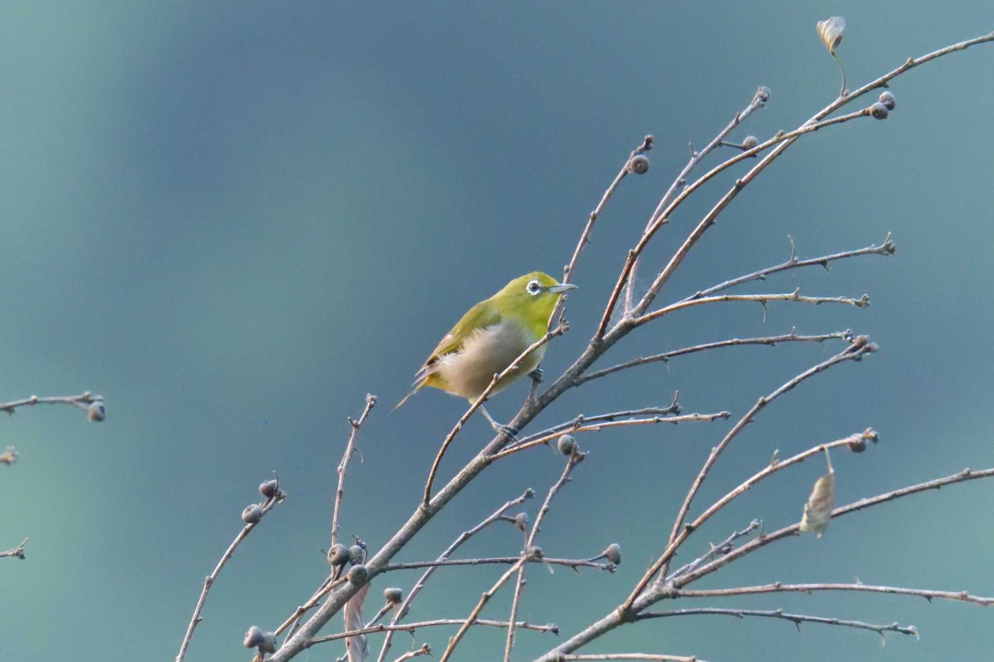 滋賀県甲賀市甲南町創造の森 メジロの写真