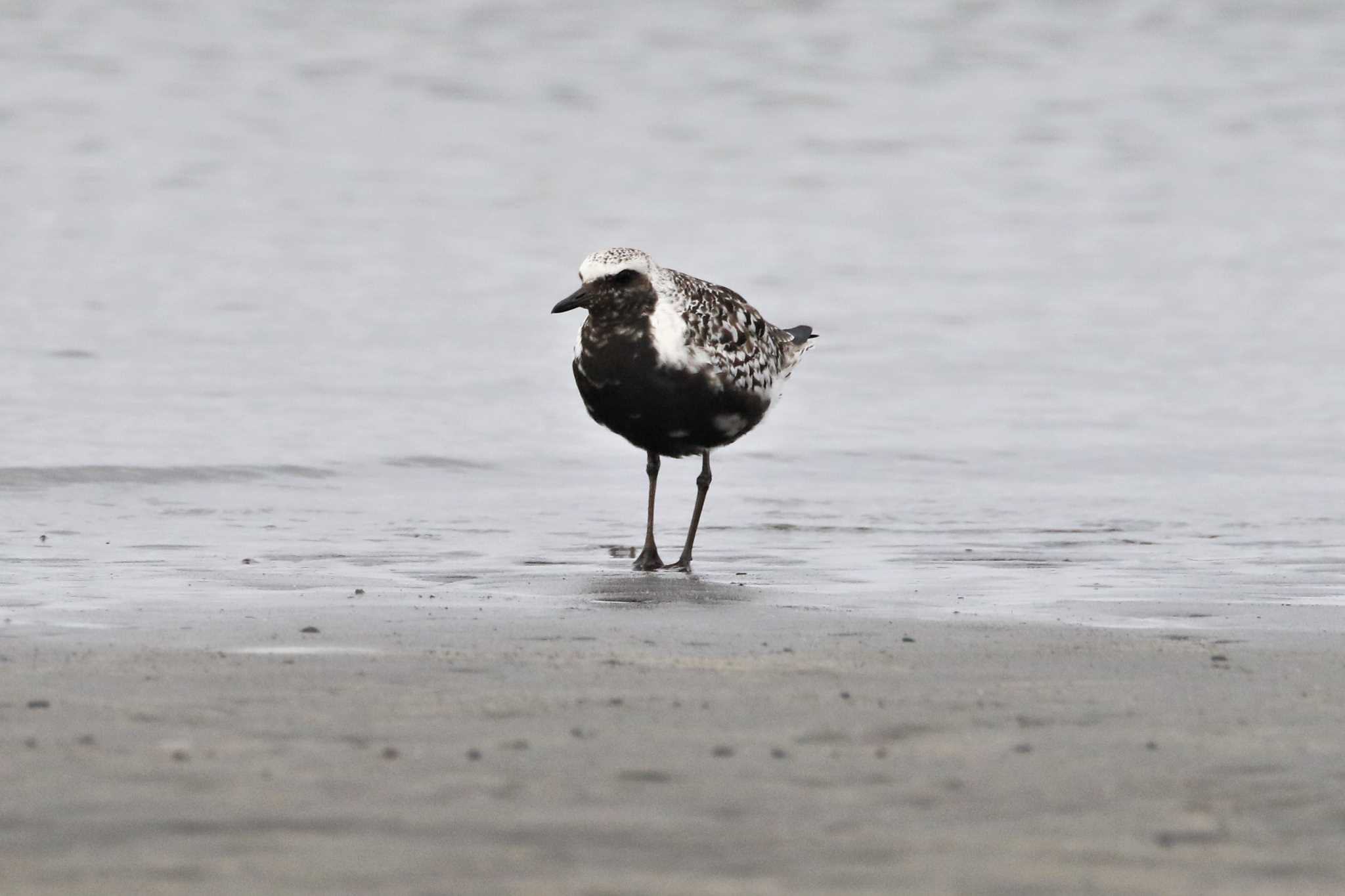 ふなばし三番瀬海浜公園 ダイゼンの写真