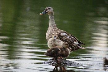 アイガモ 舎人公園 2019年7月19日(金)