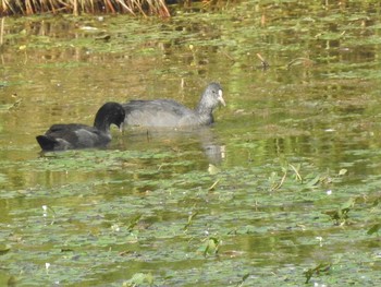 オオバン 札幌モエレ沼公園 2019年8月19日(月)