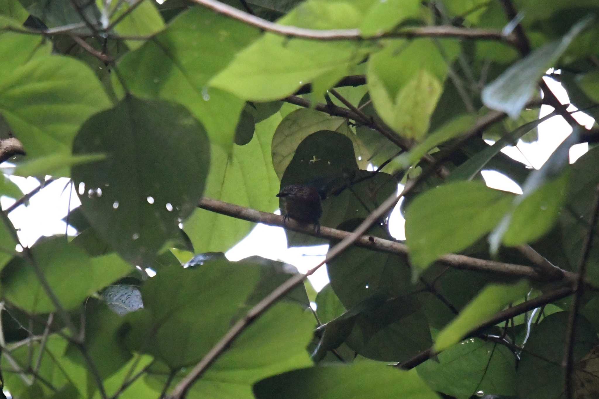 Photo of Brown Tit-Babbler at Raja Sikatuna National Park by あひる
