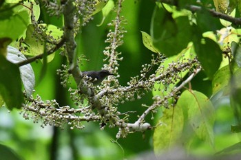 Yellow-bellied Whistler Raja Sikatuna National Park Fri, 7/19/2019