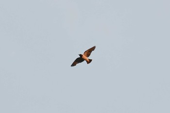 White-breasted Woodswallow