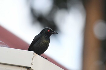 Asian Glossy Starling Chocolate Hills Fri, 7/19/2019