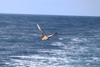 Northern Fulmar 羅臼ネイチャークルーズ Sat, 5/11/2019