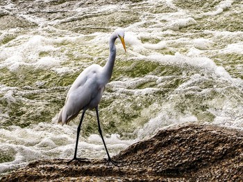 Great Egret 兵庫県宝塚市 Fri, 9/11/2015