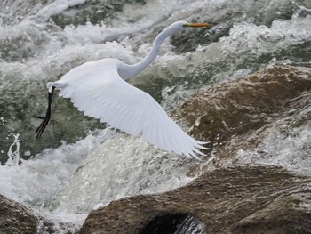 Great Egret Unknown Spots Fri, 9/11/2015