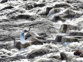 Great Egret 兵庫県宝塚市 Fri, 9/11/2015