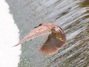 Black-crowned Night Heron 兵庫県尼崎市武庫川 Sat, 8/8/2009